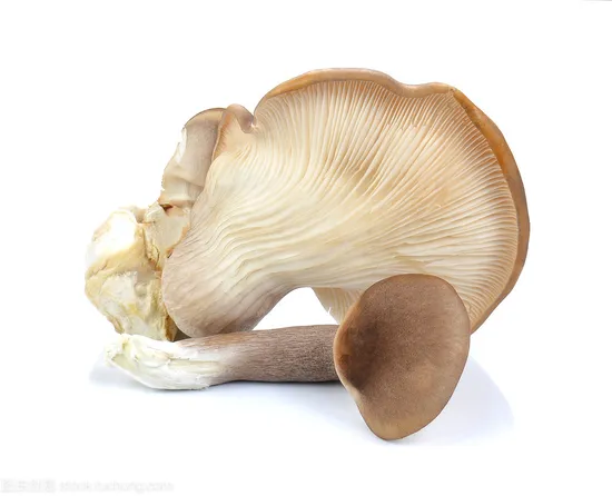 Funghi In Salamoia, Funghi In Salamoia, Funghi Sotto Salamoia, Funghi Sotto Aceto, Funghi Conservati In So2, Interi/Tranci