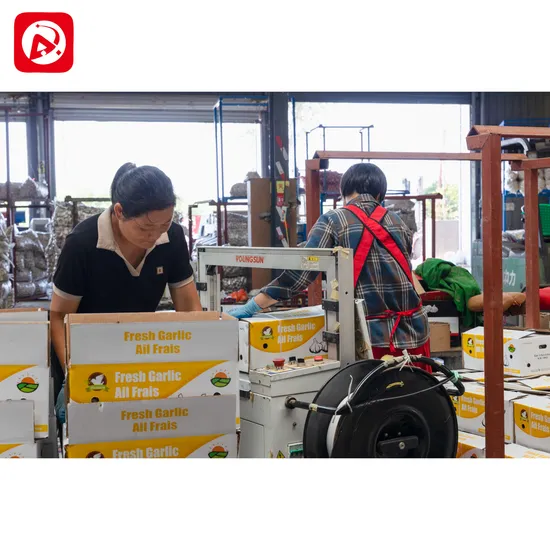 Nuovo Shandong all'ingrosso buon prezzo esportazione Solo puro sbucciato fresco essiccato aglio disidratato normale / super bianco