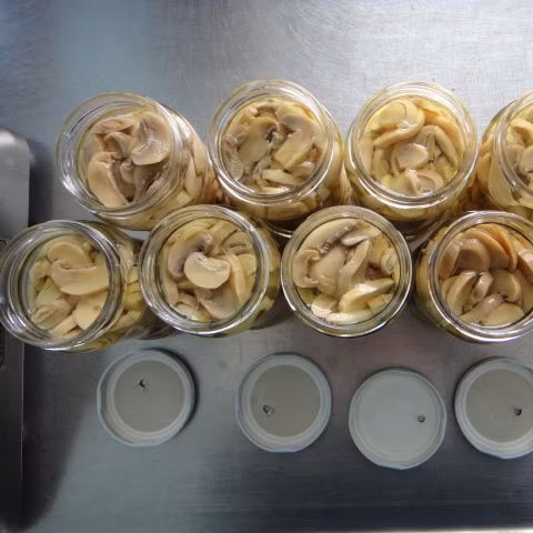 Funghi interi in scatola di buona qualità in scatola dalla Cina